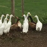 Willow Court Farm Studio South & Petting Farm, 8 Mins From Legoland & Windsor, 15 Mins From Lapland Uk
