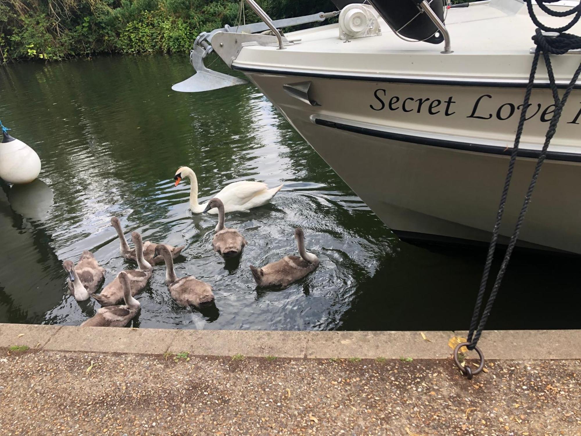 Secret Love Ii Windsor