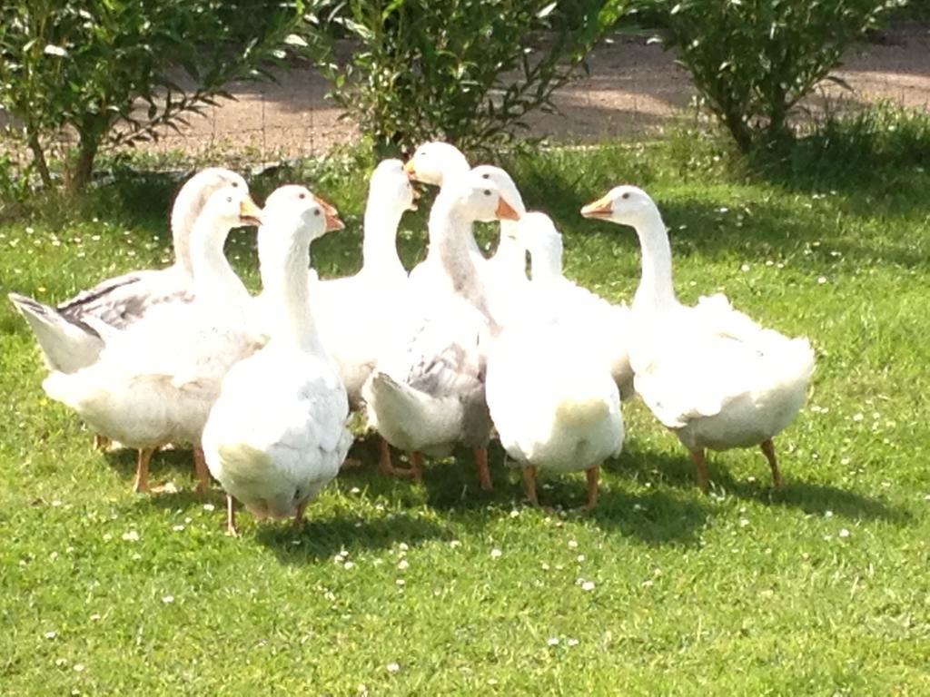 Willow Court Farm The Lodge & Petting Farm, 8 Mins From Legoland & Windsor, 15 Mins From Lapland Uk Holiday home