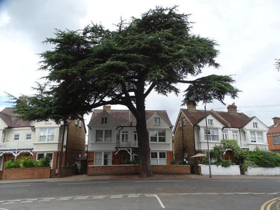 Guest house Cedar Tree Windsor