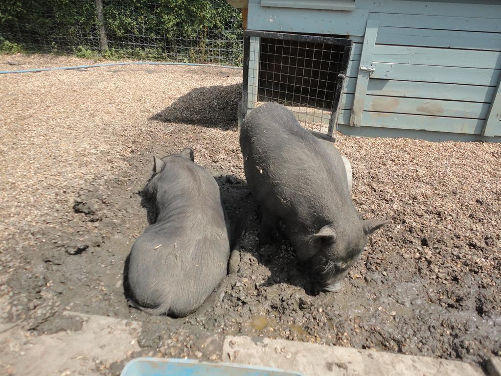 Willow Court Farm Studio South & Petting Farm, 8 Mins From Legoland & Windsor, 15 Mins From Lapland Uk Holiday home