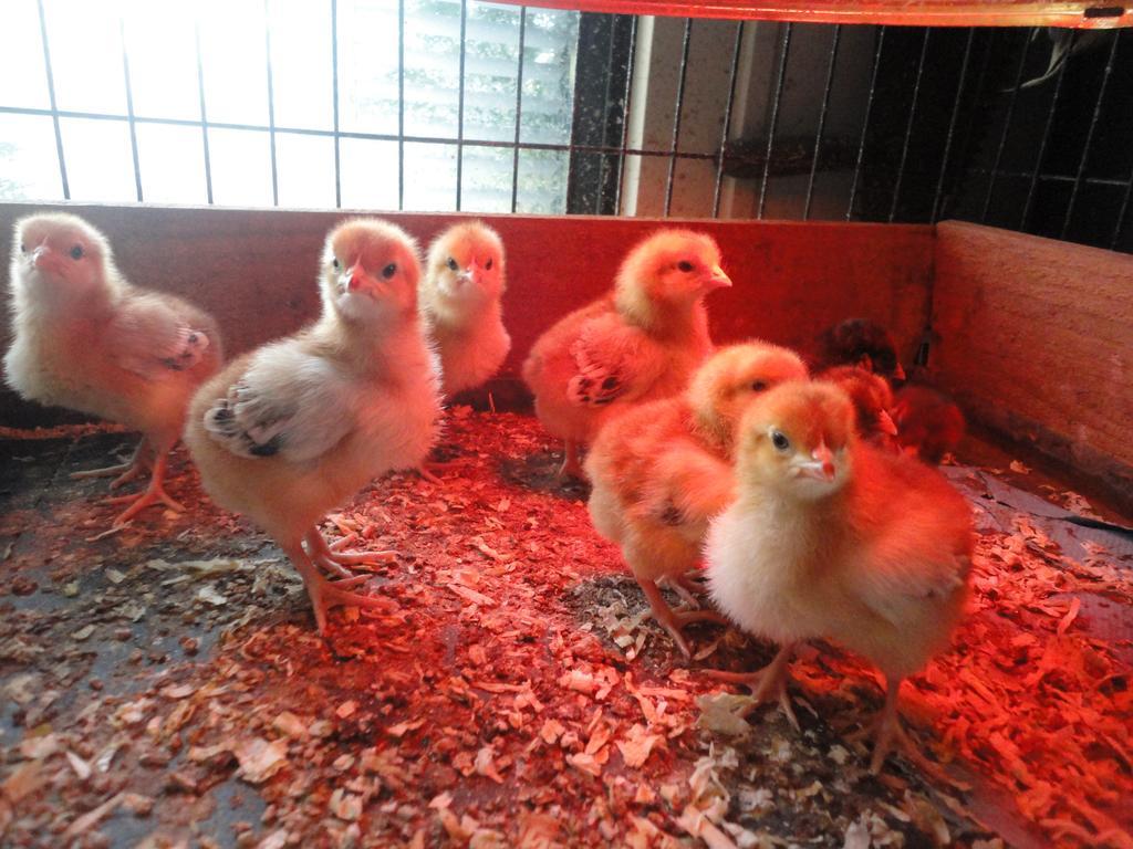 Willow Court Farm Studio South & Petting Farm, 8 Mins From Legoland & Windsor, 15 Mins From Lapland Uk