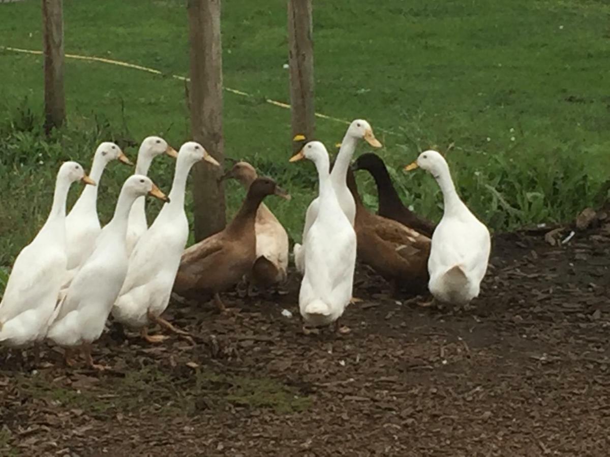 Willow Court Farm Studio South & Petting Farm, 8 Mins From Legoland & Windsor, 15 Mins From Lapland Uk Windsor