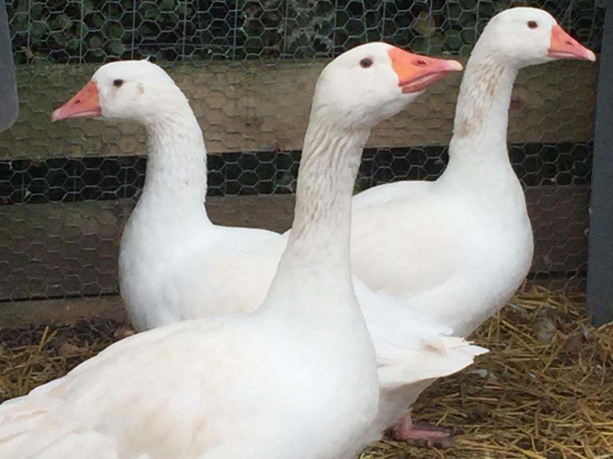 Holiday home Willow Court Farm Studio South & Petting Farm, 8 Mins From Legoland & Windsor, 15 Mins From Lapland Uk