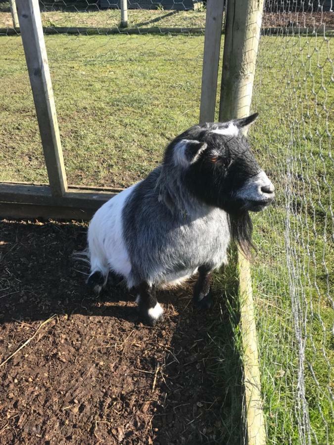 Willow Court Farm Studio South & Petting Farm, 8 Mins From Legoland & Windsor, 15 Mins From Lapland Uk *
