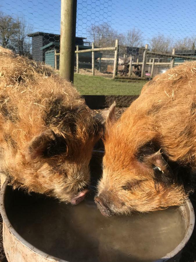 Willow Court Farm Studio South & Petting Farm, 8 Mins From Legoland & Windsor, 15 Mins From Lapland Uk *