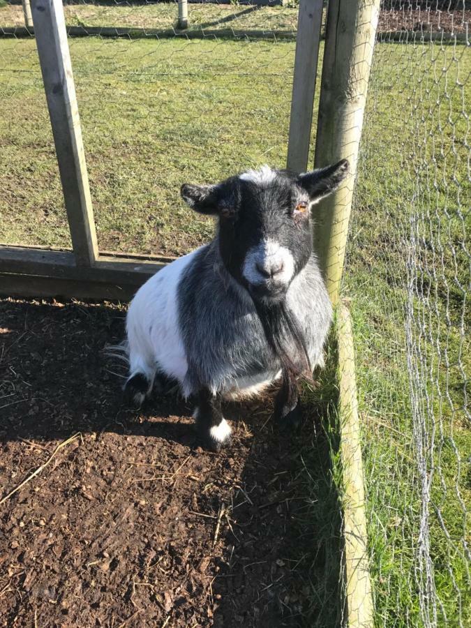 Willow Court Farm Studio South & Petting Farm, 8 Mins From Legoland & Windsor, 15 Mins From Lapland Uk