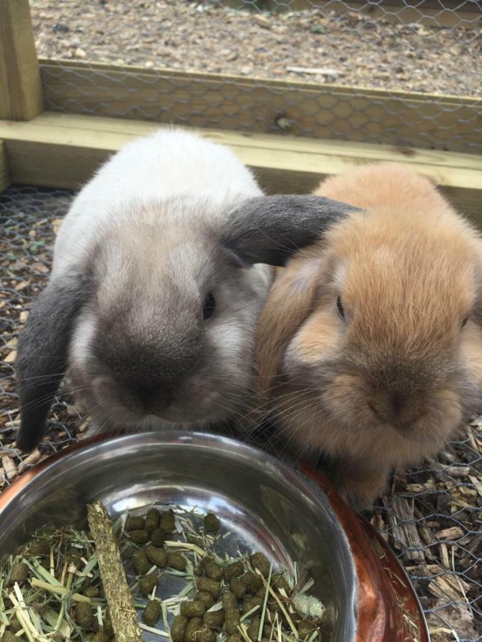 Willow Court Farm Studio South & Petting Farm, 8 Mins From Legoland & Windsor, 15 Mins From Lapland Uk Holiday home *