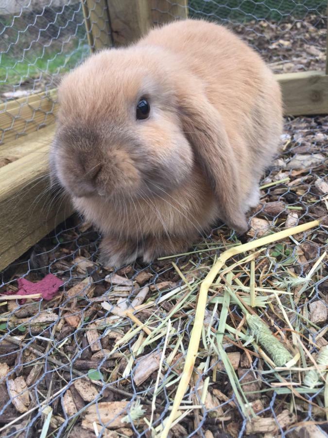 Willow Court Farm Studio South & Petting Farm, 8 Mins From Legoland & Windsor, 15 Mins From Lapland Uk Windsor