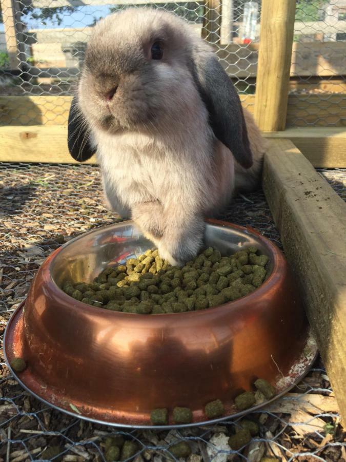 Willow Court Farm Studio South & Petting Farm, 8 Mins From Legoland & Windsor, 15 Mins From Lapland Uk Holiday home Windsor